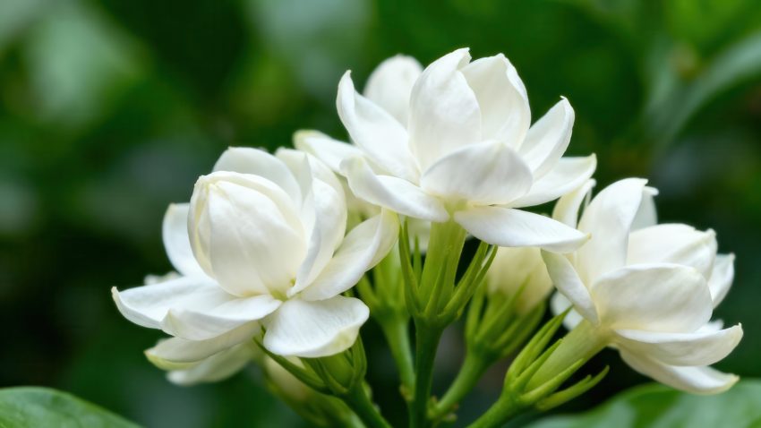 નવસર્જન